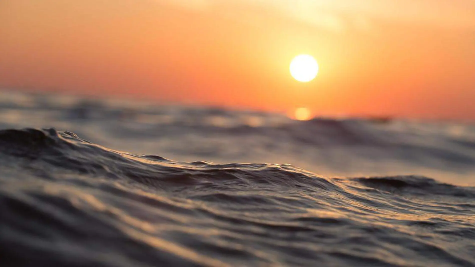 Los microorganismos son seres que se encuentran en todos los rincones del mundo y el mar no es la excepción